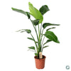 Baumstrelitzie (Strelitzia Nicolai) – 100 cm hohe exotische Pflanze mit großen, fächerartigen Blättern.