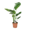 Baumstrelitzie (Strelitzia Nicolai) – 60 cm hohe exotische Zimmerpflanze mit großen, grünen Blättern.