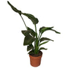 Baumstrelitzie (Strelitzia Nicolai) – 65 cm hohe Pflanze für Zuhause mit exotischem Charme.