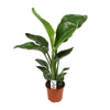 Baumstrelitzie (Strelitzia Nicolai) – 70 cm hohe Pflanze für Zuhause, dekorativ und tropisch.