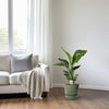 Baumstrelitzie (Strelitzia Nicolai) – 70 cm hohe exotische Pflanze für Zuhause mit großen, tropischen Blättern.