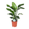 Baumstrelitzie (Strelitzia Nicolai) – 80 cm hohe Pflanze für Innenräume mit exotischem Flair.