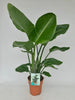 Baumstrelitzie (Strelitzia Nicolai) – 95 cm hohe exotische Zimmerpflanze mit großen, tropischen Blättern.