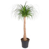 Beaucarnea Stamm, auch Elefantenfuß genannt, wächst mit seinem markanten Flaschenstamm und schmalen Blättern elegant nach oben – eine zeitlose XL Zimmerpflanze.