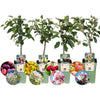 Bio-Obstbäume (Apfel, Birne, Kirsche, Pflaume) – 4er-Set, 60 cm hohe Obstbäume für Garten und Balkon.