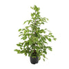 Birkenfeige (Ficus Benjamina Golden King) – 95 cm hohe dekorative Zimmerpflanze mit panaschierten Blättern.