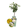 Birnenbaum (Pyrus) – 60 cm hoher Bio-Obstbaum für Garten und Terrasse.