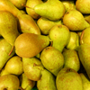 Birnenbaum (Pyrus) – 60 cm hoher Bio-Obstbaum für Garten oder Terrasse mit süßen Früchten.