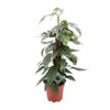 Blaue Rankenpflanze (Epipremnum Pinnatum Cebu Blue) – 60 cm hohe exotische Pflanze mit kletternden Blättern.