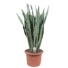 Bogenhanf (Sansevieria Zeylanica) – 110 cm hohe luftreinigende Pflanze für Innenräume, robust und pflegeleicht.