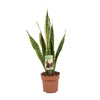 Bogenhanf (Sansevieria Trifasciata Laurentii) – 60 cm hohe pflegeleichte Zimmerpflanze, ideal für Innenräume.