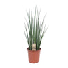 Bogenhanf (Sansevieria Mikado) – 70 cm hohe luftreinigende Zimmerpflanze mit schlanken Blättern.