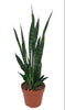 Bogenhanf (Sansevieria Zeylanica) – 75 cm hohe luftreinigende Pflanze für Zuhause, pflegeleicht und robust.