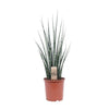 Bogenhanf (Sansevieria Fernwood Mikado) – 80 cm hohe luftreinigende Pflanze, ideal für Innenräume.