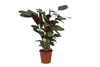 Korbmarante (Calathea Compactstar) – 80 cm hohe Pflanze für Büro mit dekorativen, welligen Blättern.
