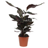 Korbmarante (Calathea Sanderiana) – 80 cm hohe Zimmerpflanze mit dekorativ gemusterten Blättern.