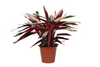 Stromanthe (Calathea Triostar) – 80 cm hohe Zimmerpflanze mit farbenfrohen Blättern.