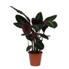 Samt-Korbmarante (Calathea Warscewiczii) – 80 cm hohe Pflanze mit samtartigen, gemusterten Blättern.
