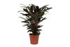 Korbmarante (Calathea Wavestar) – 80 cm hohe Zimmerpflanze mit lebhaft gemusterten Blättern.