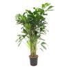 Caryota Mitis, die elegante Fischschwanzpalme, wächst mit ihren zweigeteilten, fächerartigen Blättern und verleiht jedem Raum eine tropische Atmosphäre.