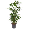 Caryota Mitis als Fischschwanzpalme wächst mit ihren filigranen, zweigeteilten Blättern elegant nach oben – eine tropische XL Pflanze für Urban Jungle-Fans.