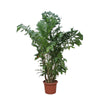 Caryota Mitis 210 cm XXL – Exotische Zimmerpflanze mit auffälligem Laub. Perfekt für eine grüne Wohlfühloase.