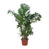 Caryota Mitis 240 cm XXL – Exotische XXL-Palme mit luftreinigenden Eigenschaften. Perfekt für stilvolle Innenräume.