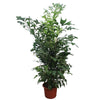 Caryota Mitis 270 cm XXL – Fischschwanzpalme mit einzigartigen Blättern. Sorgt für tropische Atmosphäre in großen Wohnräumen.