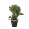 Chamaerops Humilis Compact, die kompakte Zwergpalme, begeistert mit ihrem buschigen Wuchs und dichten Fächerblättern – eine perfekte XL Pflanze für kleine Räume.