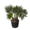 Chamaerops Humilis Compact als kompakte Zwergpalme begeistert mit ihrem buschigen, dichten Wuchs – eine exotische XL Pflanze für kleine Räume.