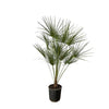 Chamaerops Humilis Stamm als Zwergpalme mit kräftigem Stamm und fächerartigen Blättern bringt südliches Flair in Haus und Garten.