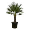 Chamaerops Humilis Stamm als Zwergpalme auf Stamm setzt mit seinem aufrechten Wuchs mediterrane Akzente – eine stilvolle XL Pflanze für sonnige Plätze.