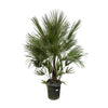 Chamaerops Humilis Struik 200 cm – Robuste XXL-Palme mit üppigem Wuchs. Bringt mediterranen Charme in Innenräume oder den Außenbereich.