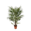 Chamaerops Humilis Strauch als Zwergpalmenstrauch fasziniert mit kompaktem, fächerförmigem Laub – eine mediterrane XL Pflanze für Innen- und Außenbereiche.