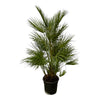 Chamaerops Humilis als Zwergpalme überzeugt mit ihrem dichten, aufrechten Wuchs und bringt südliches Flair in dein Zuhause oder den Garten.
