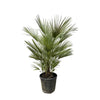 Chamaerops Humilis, die Zwergpalme, setzt mit ihren fächerförmigen Blättern mediterrane Akzente – eine stilvolle XL Pflanze für Innen- und Außenbereiche.