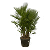 Chamaerops Humilis 180 cm Mehrstämmig – Kompakte Zwergpalme mit dichtem Laub. Eine pflegeleichte Pflanze für drinnen und draußen.