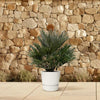 Zwergpalme (Chamaerops Vulcano) – 110 cm hohe winterharte Palme für Garten und Terrasse.