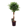 Chinesischer Feigenbaum (Ficus Microcarpa Moclame) – 110 cm hohe dekorative Pflanze für Innenräume.