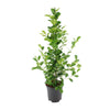 Chinesischer Feigenbaum (Ficus Microcarpa Moclame) – 95 cm hohe elegante Zimmerpflanze mit dichten Blättern.