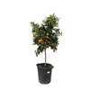 Citrus Kumquat als Zwergorangenbaum begeistert mit kleinen, essbaren Früchten und kompaktem Wuchs – eine exotische XL Pflanze für Balkon oder Terrasse.