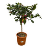 Zitronenbaum (Citrus Lemon) – 80 cm hohe Pflanze für Balkon und Terrasse mit duftenden Blüten.