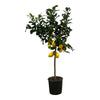 Citrus Lemon als Zitronenbaum bringt mit seinen glänzenden Blättern und aromatischen Früchten mediterranes Flair in dein Zuhause.