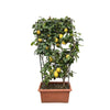 Citrus Lemon als Zitronenbaum am Spalier wächst kompakt mit üppigem Laub und duftenden Blüten – eine stilvolle XL Pflanze mit mediterranem Charme.