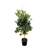 Citrus Limon XXL 210 cm – Zitronenbaum mit aromatischen Früchten. Ein mediterranes Highlight für dein Zuhause.