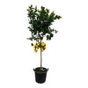 Citrus Limon XXL 260 cm – Großer Zitronenbaum mit üppigem Laub und frischen Zitronen. Perfekt für Terrasse oder Wintergarten.