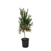 Citrus Mandarino XXL 200 cm – Mandarinenbaum mit duftenden Blüten und fruchttragenden Zweigen. Ideal für mediterranes Flair zu Hause.