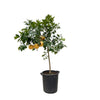 Citrus Pompelmo als Grapefruitbaum begeistert mit duftenden Blüten und aromatischen Früchten – eine mediterrane XL Pflanze für sonnige Standorte.