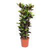 Codiaeum Iceton, auch als Croton Iceton bekannt, beeindruckt mit farbenprächtigem Laub – eine XL Pflanze für leuchtende Akzente im Wohnbereich.