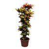 Codiaeum Iceton 180 cm – Farbenprächtiger Croton mit leuchtendem Laub. Perfekt für eine tropische Wohnatmosphäre.